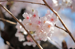 そよ風と桜