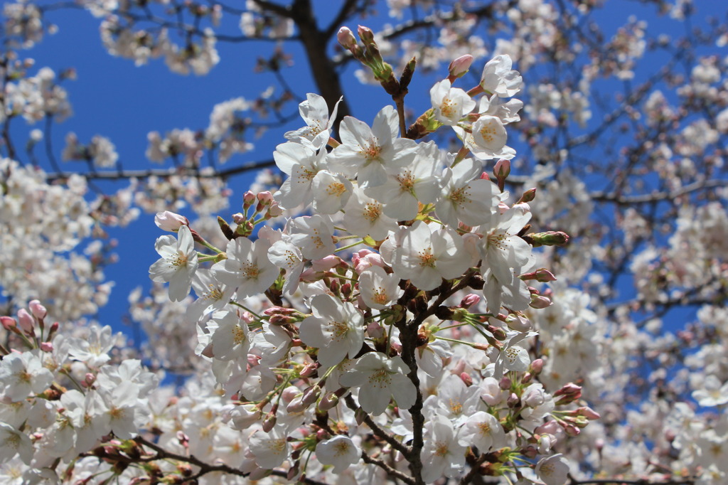 天神中央公園の桜 01