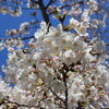 天神中央公園の桜 01