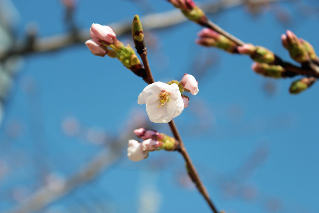 咲き始めた桜たち