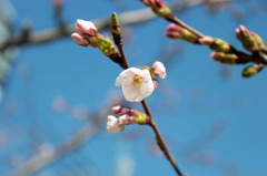 咲き始めた桜たち