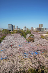 一面の桜