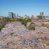 一面の桜