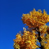 秋残る、黄と青のコントラスト