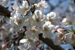 天神中央公園の桜 06