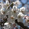 天神中央公園の桜 06