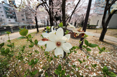 白い…花！が主役