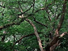 縦横無尽に伸びても避けてる