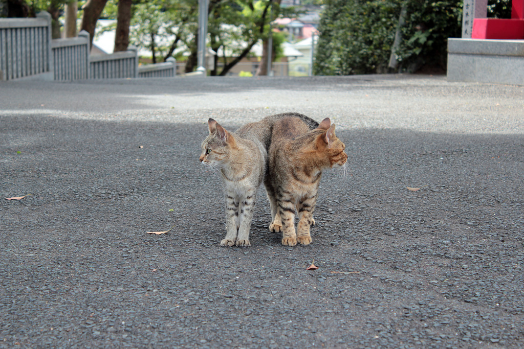 ほんとは仲良し