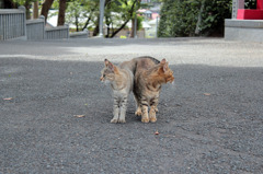 ほんとは仲良し