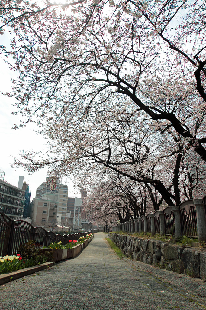 もうすぐ桜のトンネル