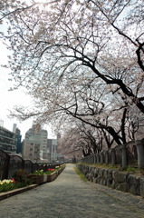 もうすぐ桜のトンネル