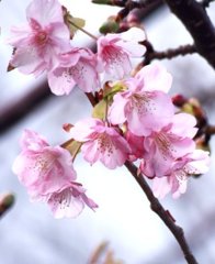 近所のさくら