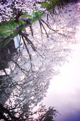 桜の川