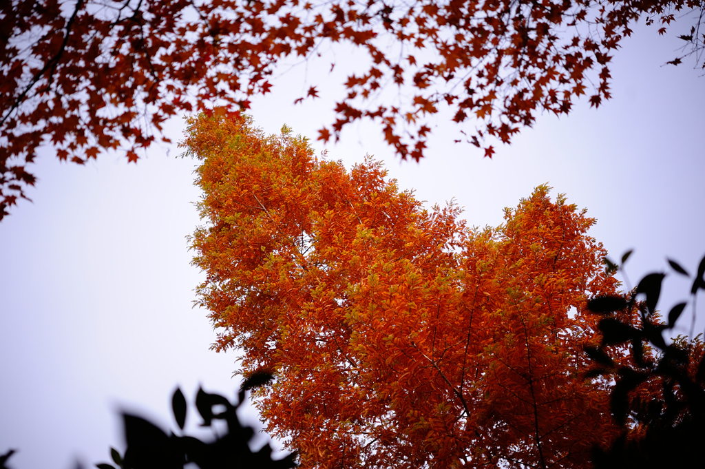 秋の色：橙ノ塔　D72_4621