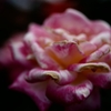 Rose of midsummer D70_1865