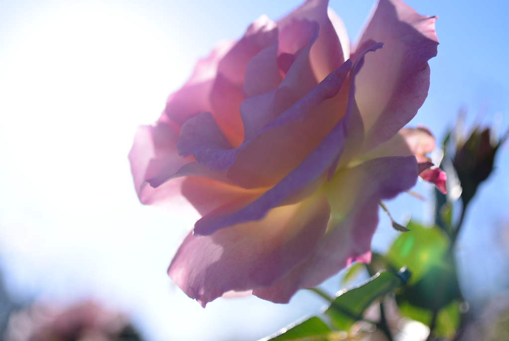 Name of rose : N1S1_DSC_0423