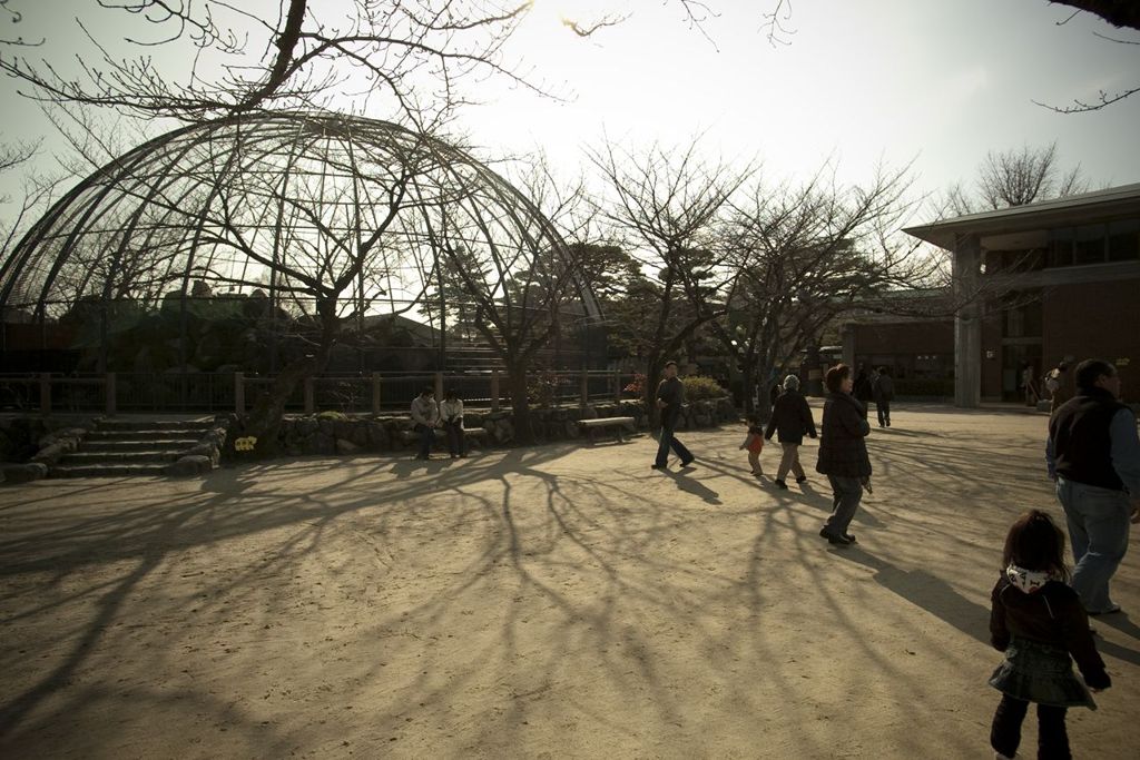 影枝