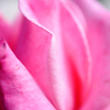Name of rose_0347_NXD