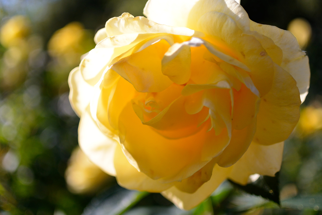 Name of rose : N1S1_DSC_0350