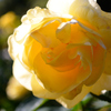 Name of rose : N1S1_DSC_0350