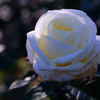 Name of rose : N1S1_DSC_0436