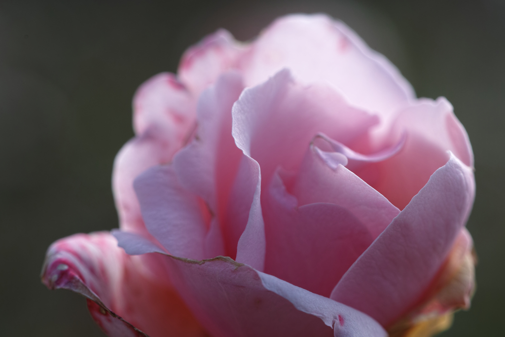 SD1m_SDIM1633