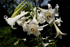 DSCF0477_1