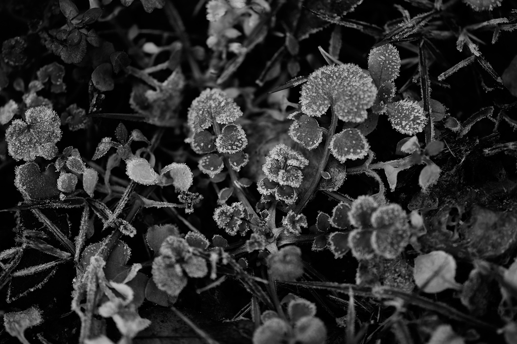 Dark Park：DSC_4931