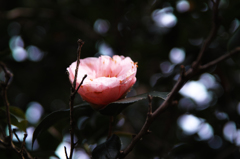 Camellia japonica（椿）