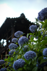 紫陽花と地蔵堂