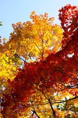 Autumn Colors D72_4335