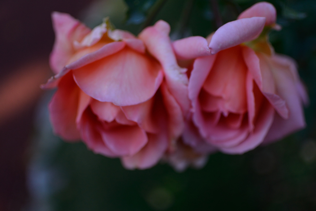 Name of rose : N1S1_DSC_0364