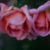 Name of rose : N1S1_DSC_0364