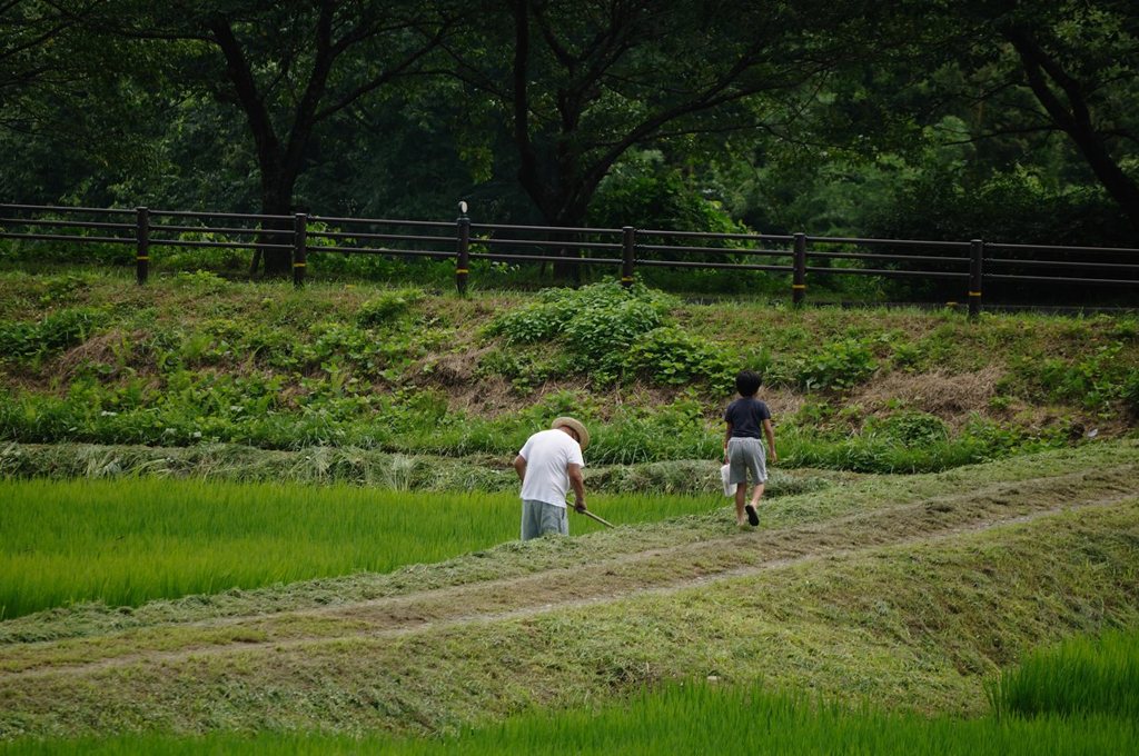 Green Chronicle - D30_8762