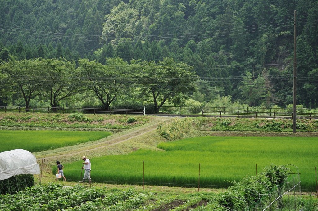 Green Chronicle - D30_8758