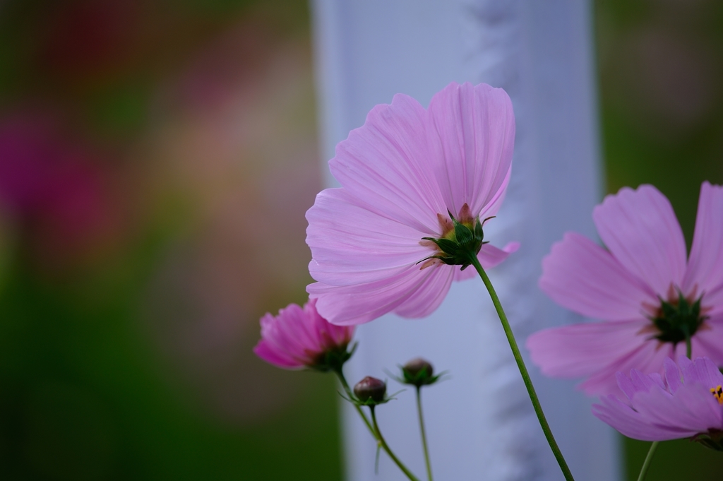 秋桜2014　京都亀岡　D70_0114_NXD