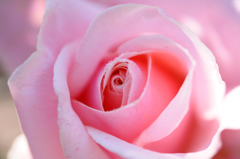 Name of rose_0405_NXD