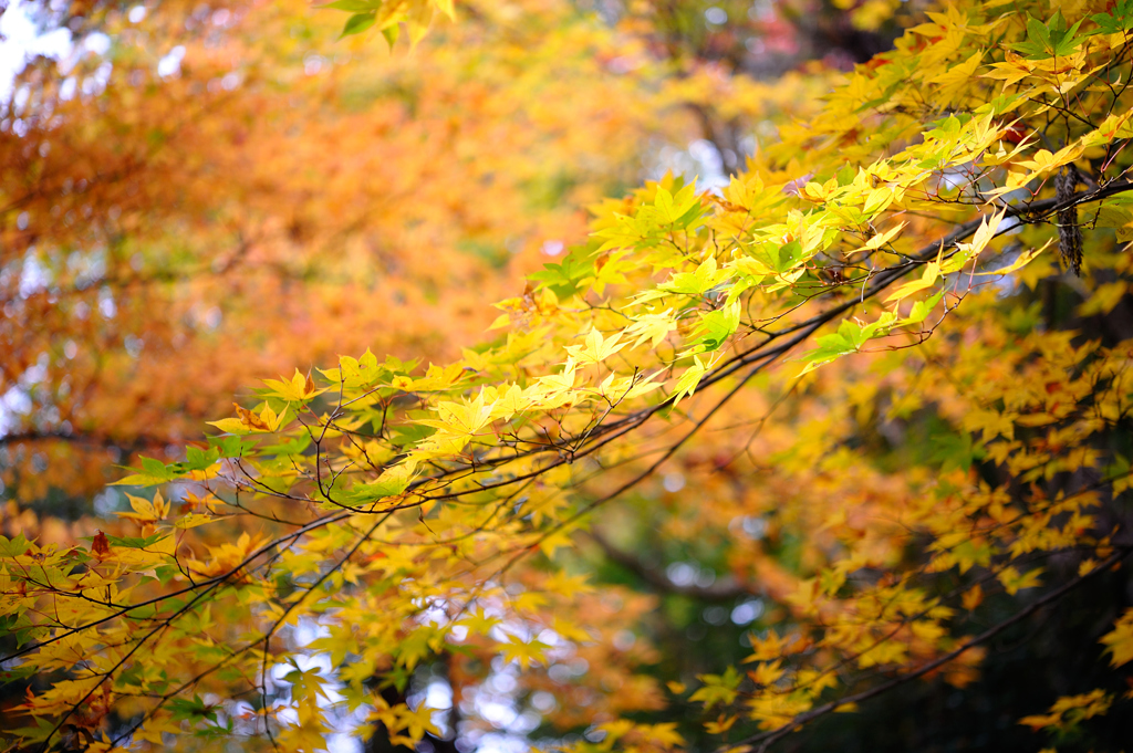 秋の色　D72_4606