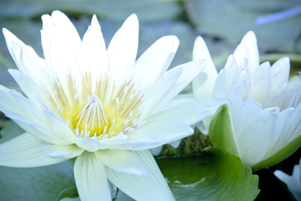 花図譜 ：　photo1480440