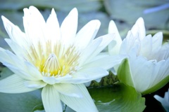 花図譜 ：　photo1480440