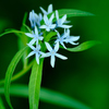 春の野草