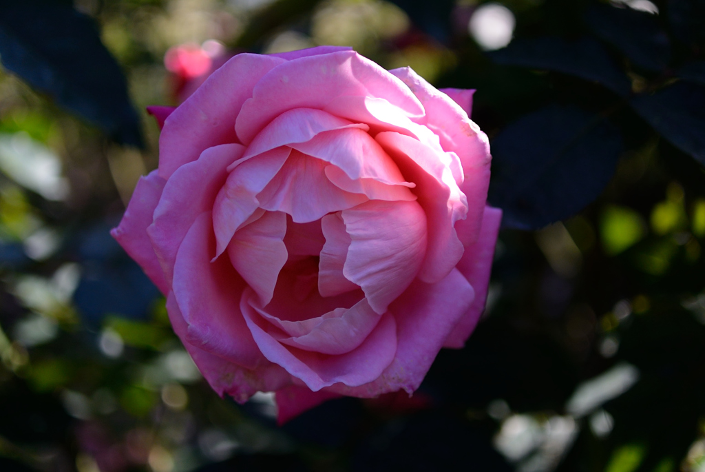 Name of rose : N1S1_DSC_0352