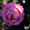Name of rose : N1S1_DSC_0352