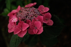 花図譜：D70_0442