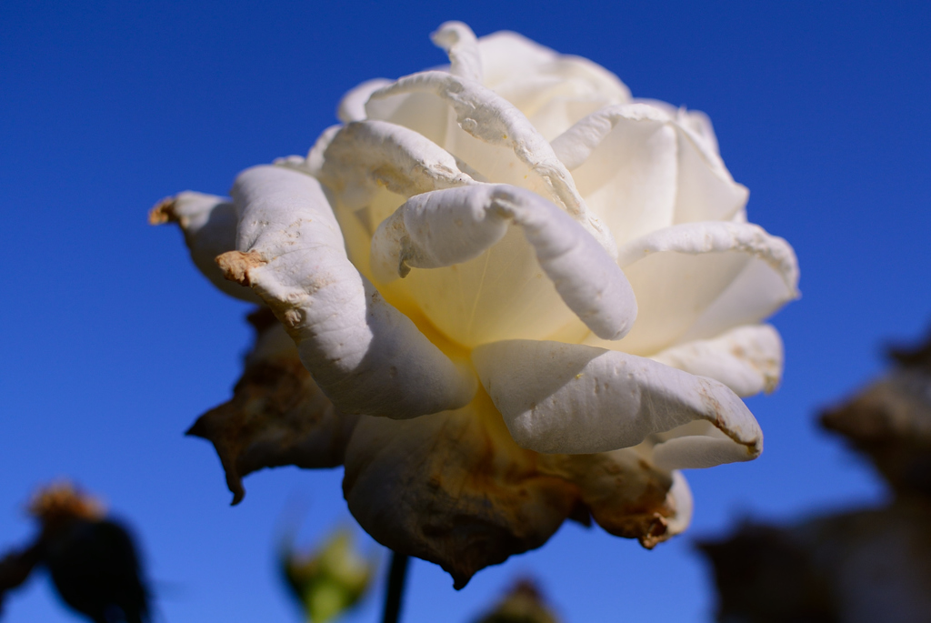 Name of rose : N1S1_DSC_0433