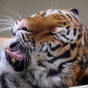 Tiger : D70_0370_NXD
