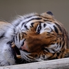 Tiger : D70_0376_NXD
