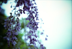 MZS_FU_400_0524_20