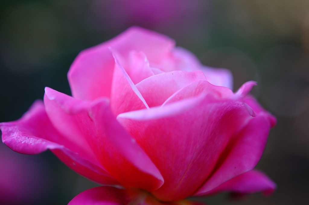 Name of rose_0388_NXD